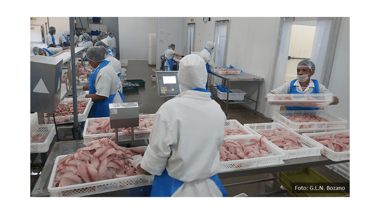 Imagem Peso ótimo de abate de peixes em função do mercado, custos, rendimentos de produção e do processamento – o caso da tilápia