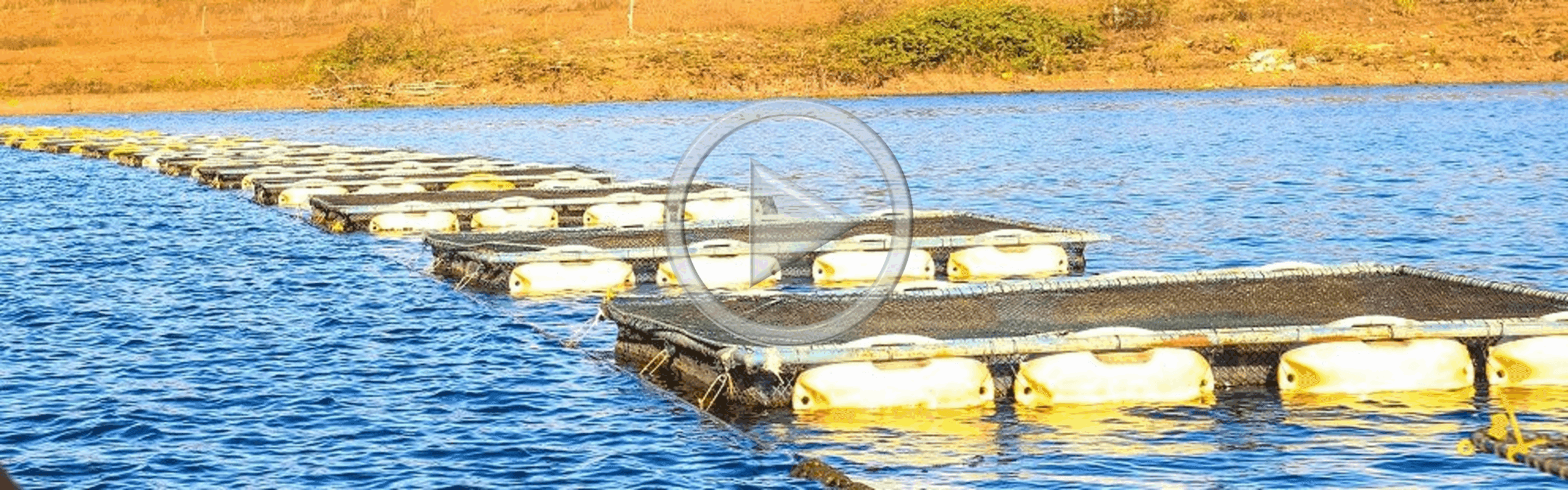 Tilapicultura de alta rentabilidade e produtividade