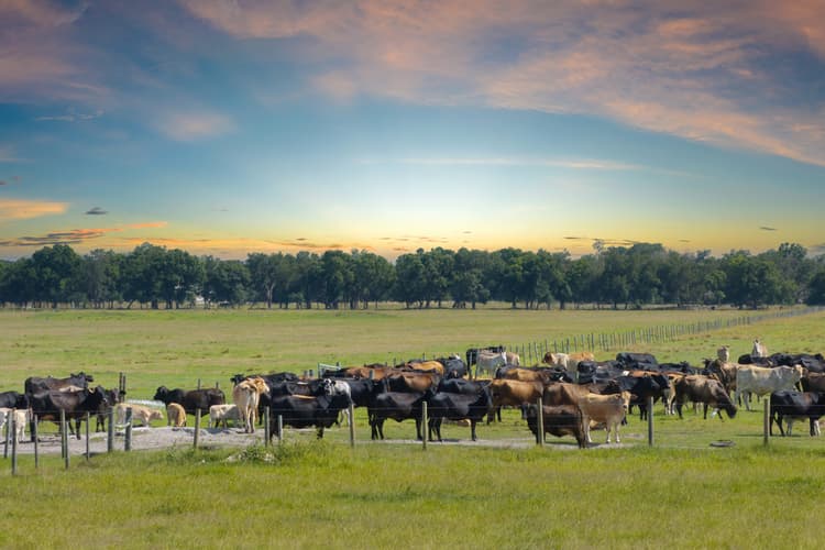 Imagem Plano nacional de identificação de bovinos e búfalos (PNIB): sustentabilidade e competitividade da carne bovina brasileira